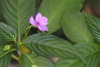 Impatiens flaccida Arn.